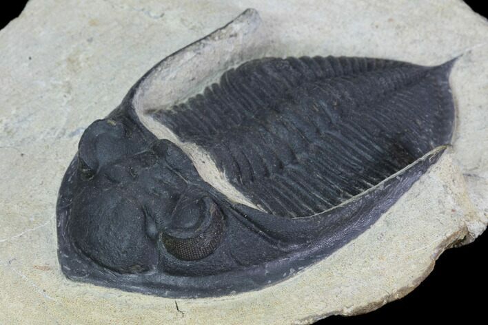 Bargain, Zlichovaspis Trilobite - Atchana, Morocco #100382